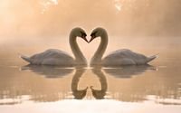 pic for Two Swans 